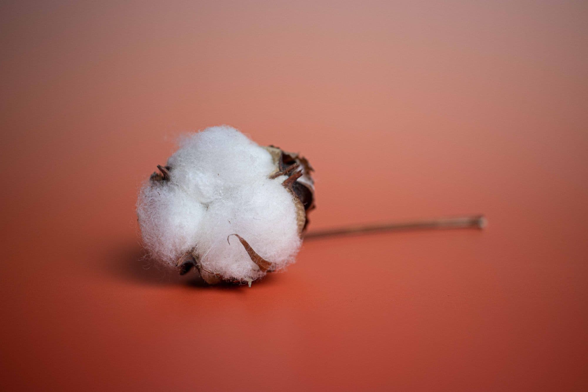 Cotton crop · stock preview